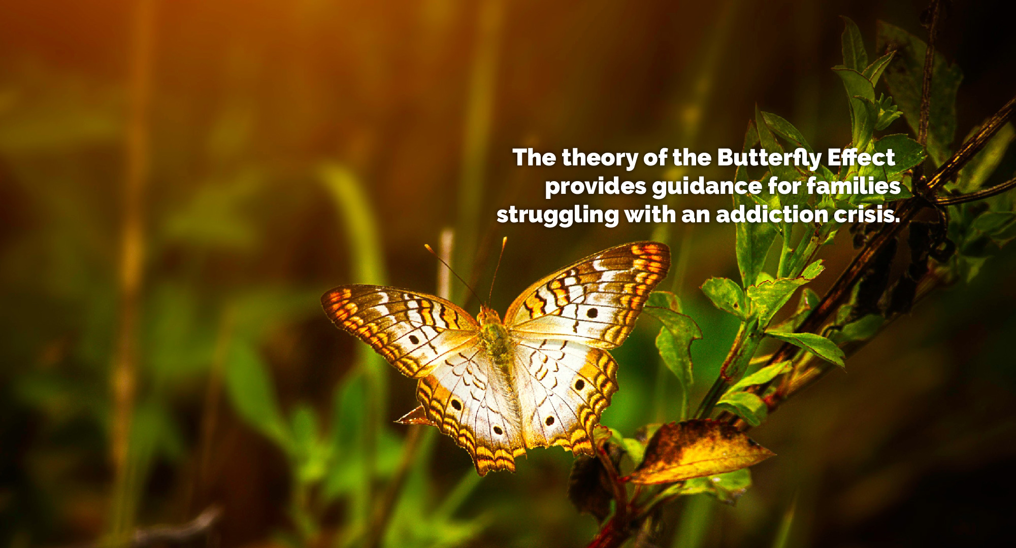 The Butterfly Effect Guidance for Families Thursday Thought Nancy
