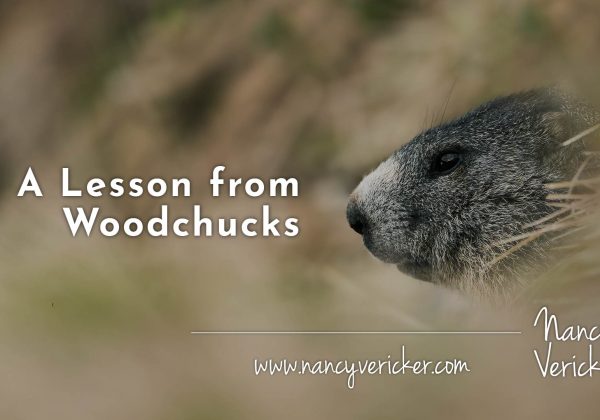 A Lesson from Woodchucks