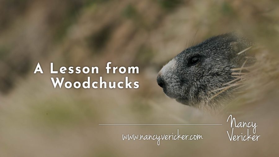 A Lesson from Woodchucks