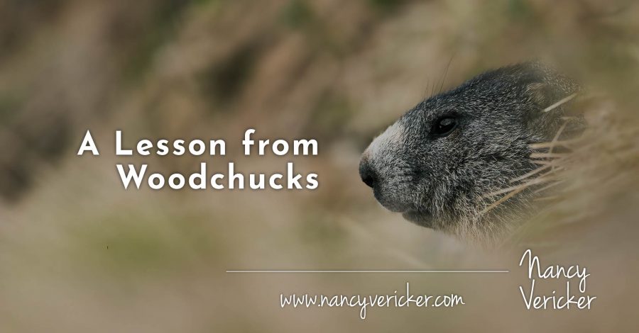 A Lesson from Woodchucks